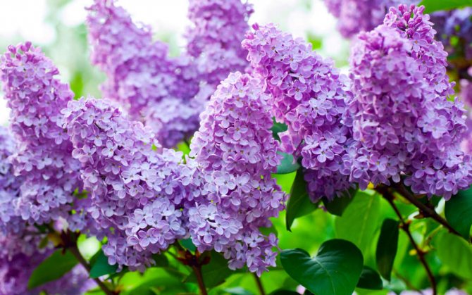 Favorable days for planting lilacs in the fall in open ground