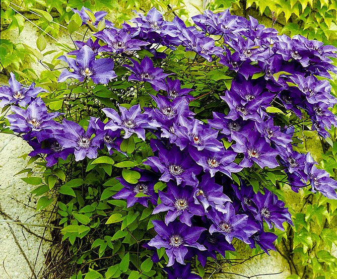 Clematis (27 photos): Types of clematis - planting, care, reproduction