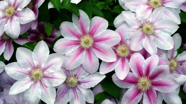 It is difficult to imagine vertical gardening of garden plots without clematis.