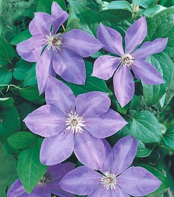 Clematis (27 photos): Types of clematis - planting, care, reproduction