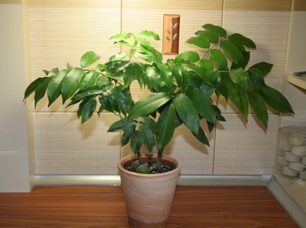 Houseplant chestnut - care and maintenance