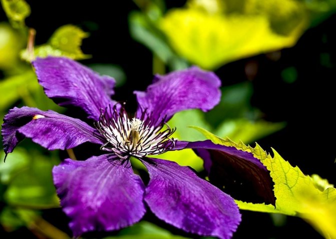 How to grow clematis from seeds at home without problems