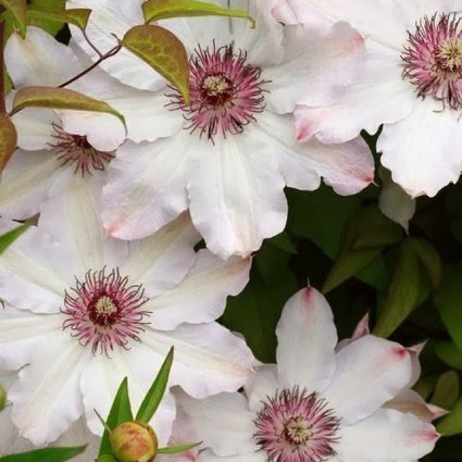 How to grow clematis from seeds at home without problems