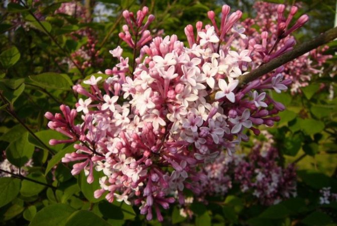 Low-growing (dwarf) lilac: varieties with photos and descriptions