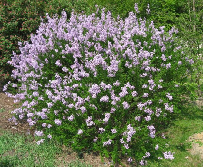 dwarf persian lilac