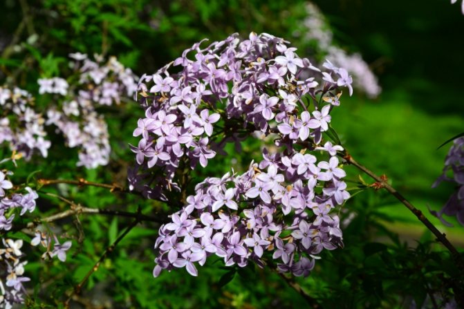 lilac persian photo