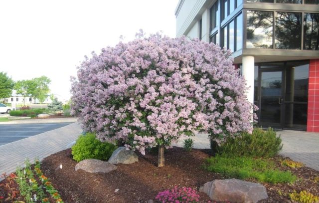 Low-growing (dwarf) lilac: varieties with photos and descriptions