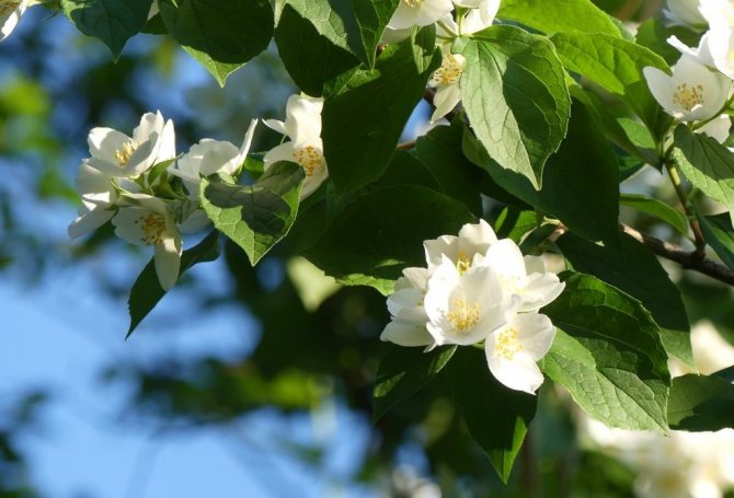 Jasmine shrub: varieties and photos. Growing methods in the open field and at home, reproduction