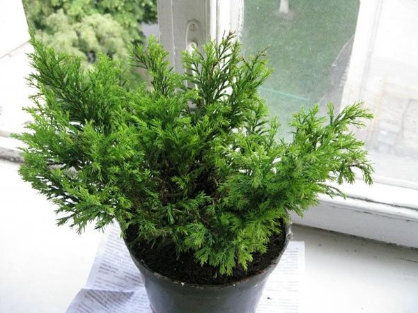 Cypress: planting and care, cultivation and reproduction in the open field