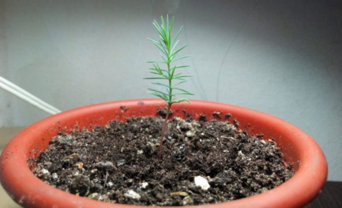 Cypress: planting and care, cultivation and reproduction in the open field
