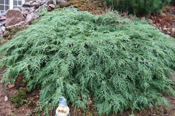 Siberian cypress