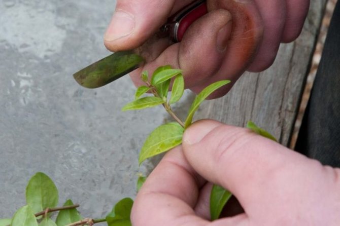 How to plant jasmine by dividing a bush. Jasmine, jasmine propagation by cuttings