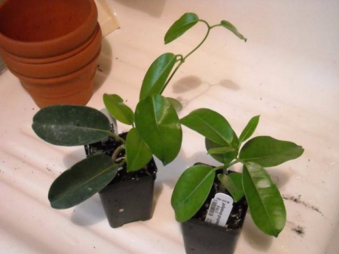 How to plant jasmine by dividing a bush. Jasmine, jasmine propagation by cuttings