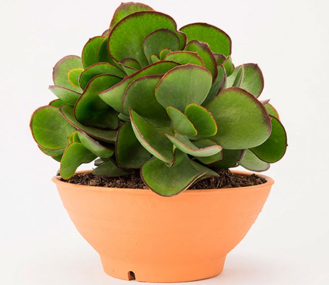 Succulent Cotyledon: features of the genus and plant cultivation