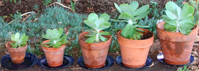 Succulent Cotyledon: features of the genus and plant cultivation