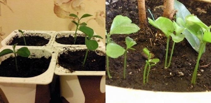 Seed Garden: 8 fruit trees that can be grown from seed without seedlings
