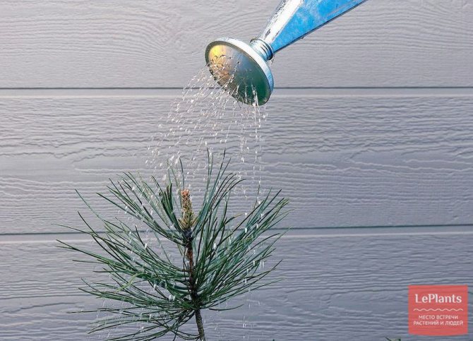TOP 10 conifers for the home. Rules for caring for domestic conifers