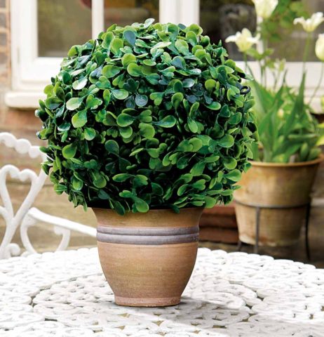 Boxwood is a versatile plant for decorating rooms and balconies