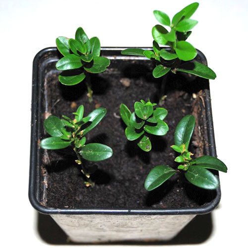 Boxwood is a versatile plant for decorating rooms and balconies