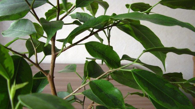 Why and when to prune myrtle? How to form a plant at home?