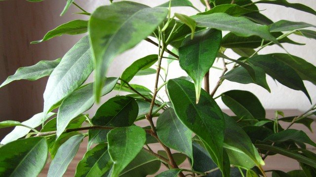 Why and when to prune myrtle? How to form a plant at home?