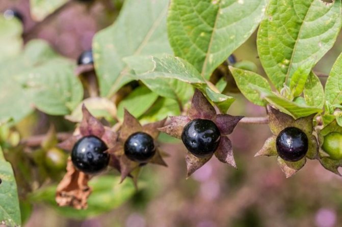 List of berry bushes for a summer residence with a description (photo and name)