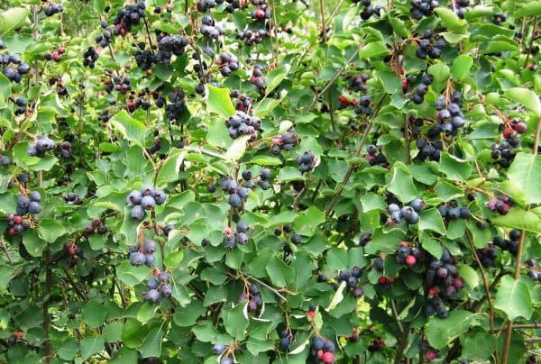 List of berry bushes for a summer residence with a description (photo and name)