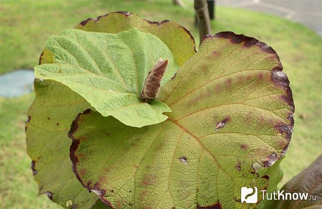 Coccoloba affected by the disease