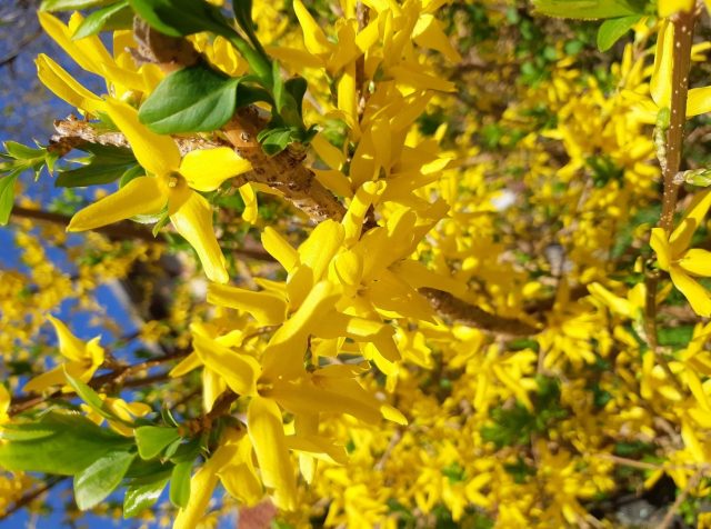 Forsythia, planting and outdoor care - practical advice for gardeners