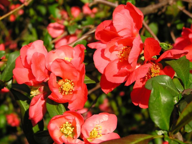 Plant Henomeles / Japanese quince: Photos, types, cultivation, planting and care