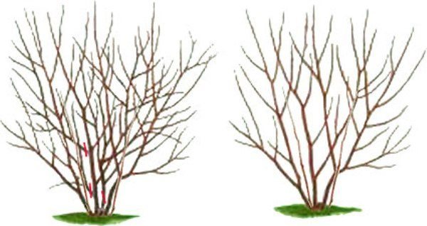 Pruning scheme and formation of the irgi bush