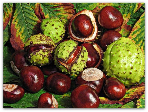 When and how to transplant chestnuts so as not to damage it