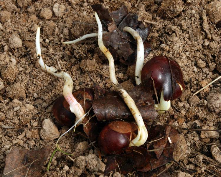 When and how to transplant chestnuts so as not to damage it