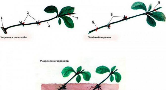 About Japanese quince: reproduction by cuttings, especially cultivation and care