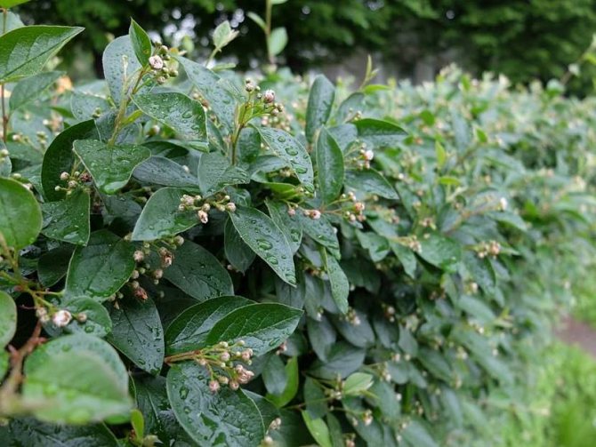 The cotoneaster grows in any climatic conditions