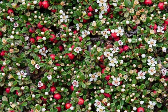 It looks like a blooming cotoneaster