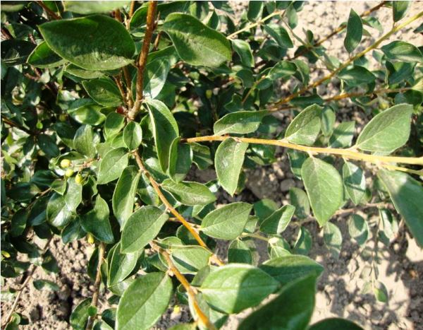 Cotoneaster cuttings. Cotoneaster brilliant - propagation by cuttings and care