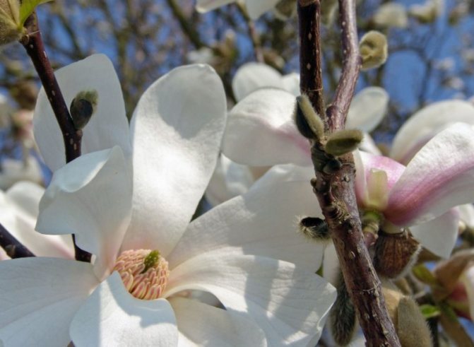 Growing Kobus magnolia from seeds: description, features