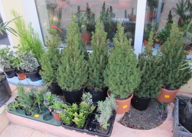 Fir: photos and species, planting and caring for a plant, important features of planting and transplanting