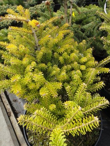 Fir: photos and species, planting and caring for a plant, important features of planting and transplanting