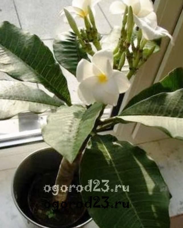 Spathiphyllum. Female flower of happiness. Whispers for good luck