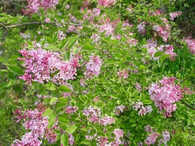 Chinese lilac, description, photo, growing conditions, application