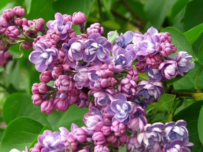 Chinese lilac, description, photo, growing conditions, application