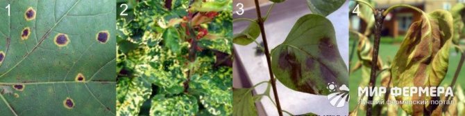 Lilac diseases with photos and descriptions