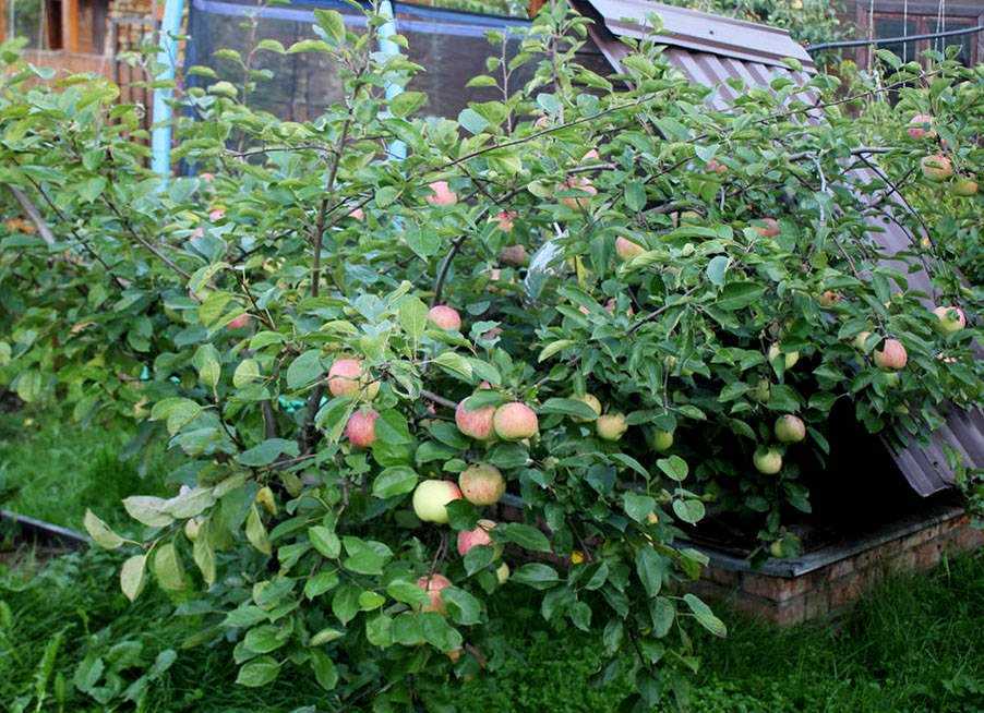 Fruit ripening on a dwarf apple