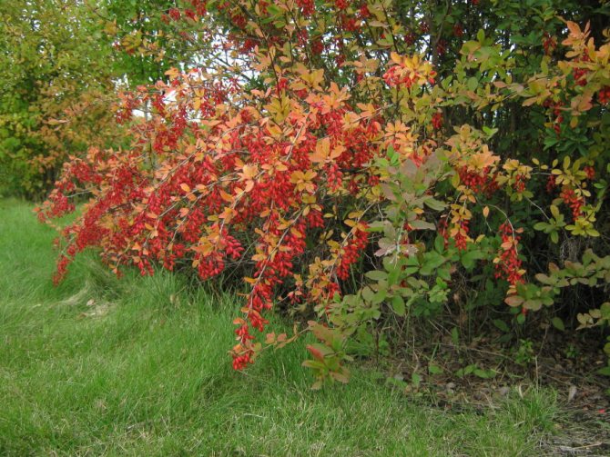 Red berries on the branches of garden barberry