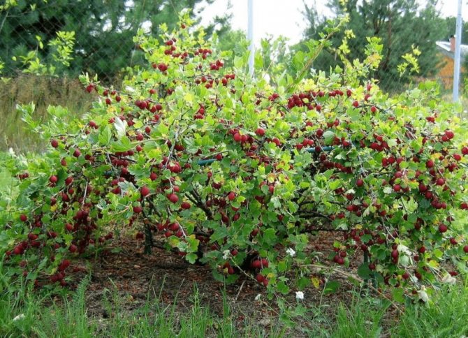 Ripening berries on a gooseberry bush