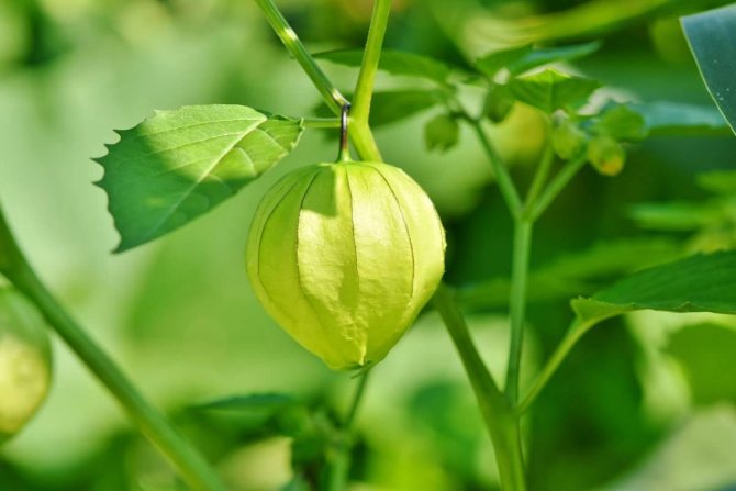 Physalis picture