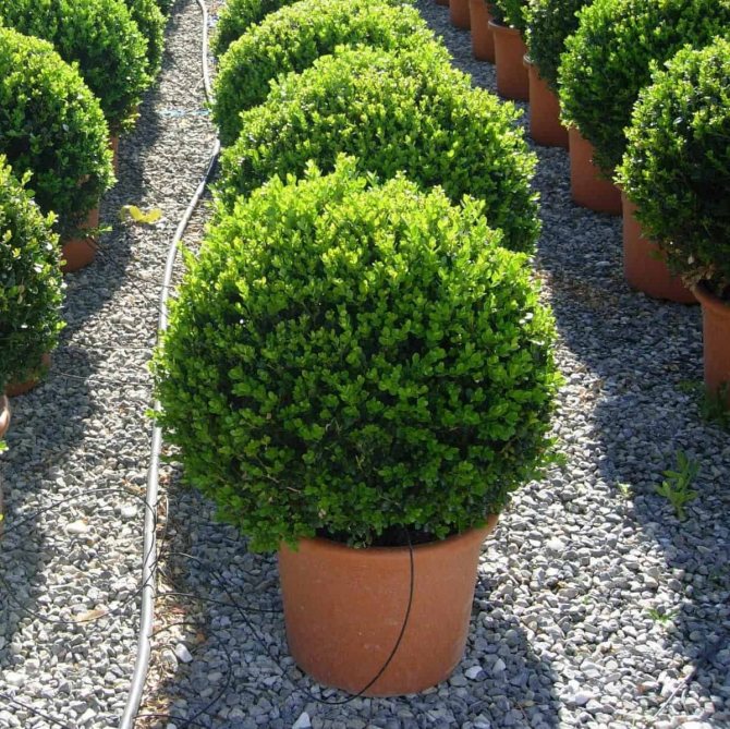 How to preserve boxwood: care in the fall, preparation for winter