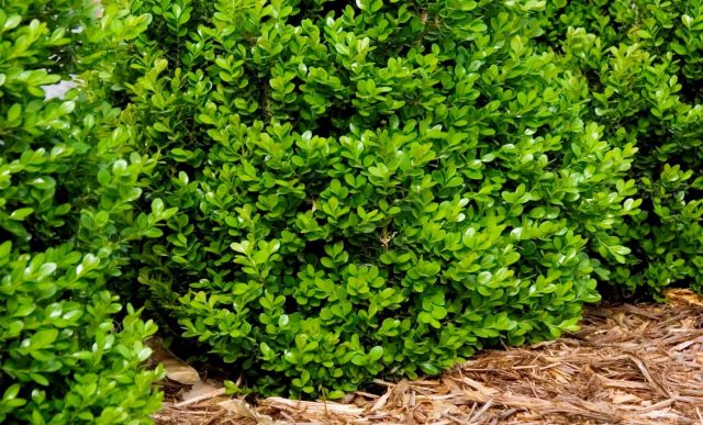 How to preserve boxwood: care in the fall, preparation for winter